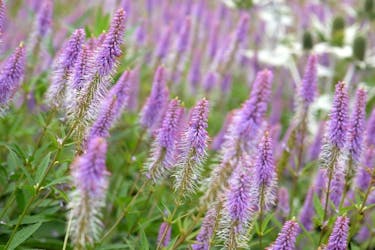 anlæg staudebed Virginsk ærenpris anlæg staudebed Virginsk ærenpris